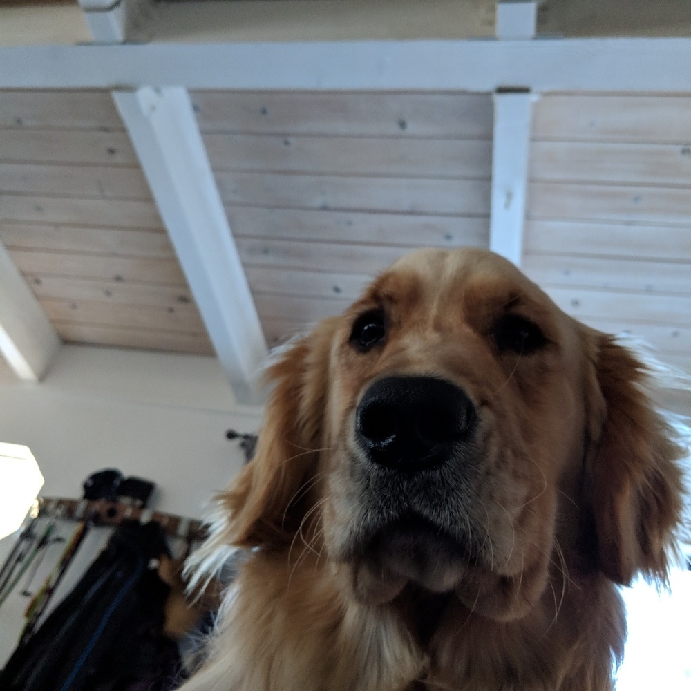 Meet your Posher, Annie